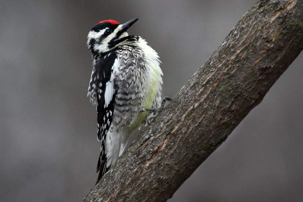 a male yellow-bellie sapsucker perched on a tree branch