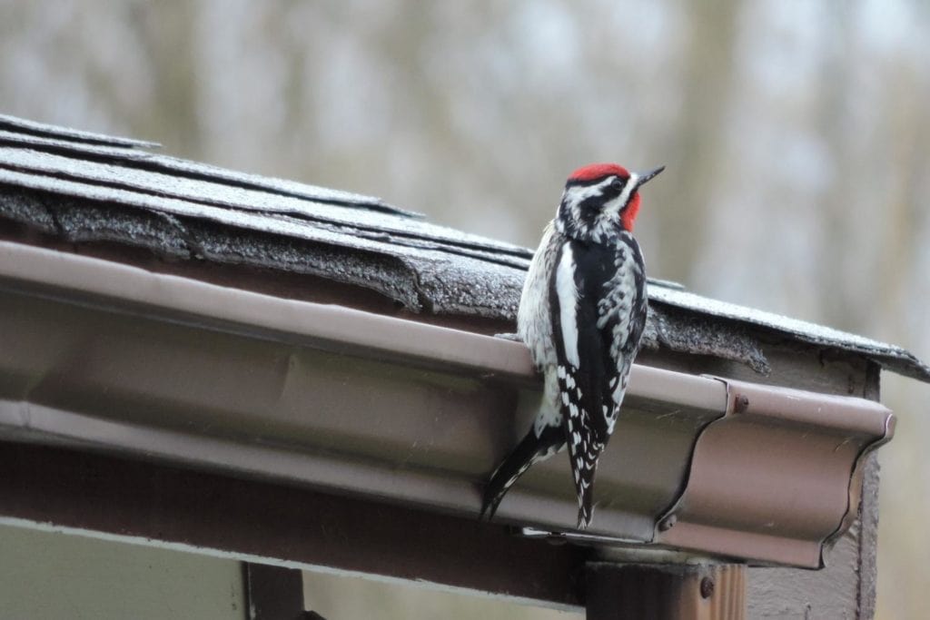 a yellow-bellied sapsucker clinging on a house roof