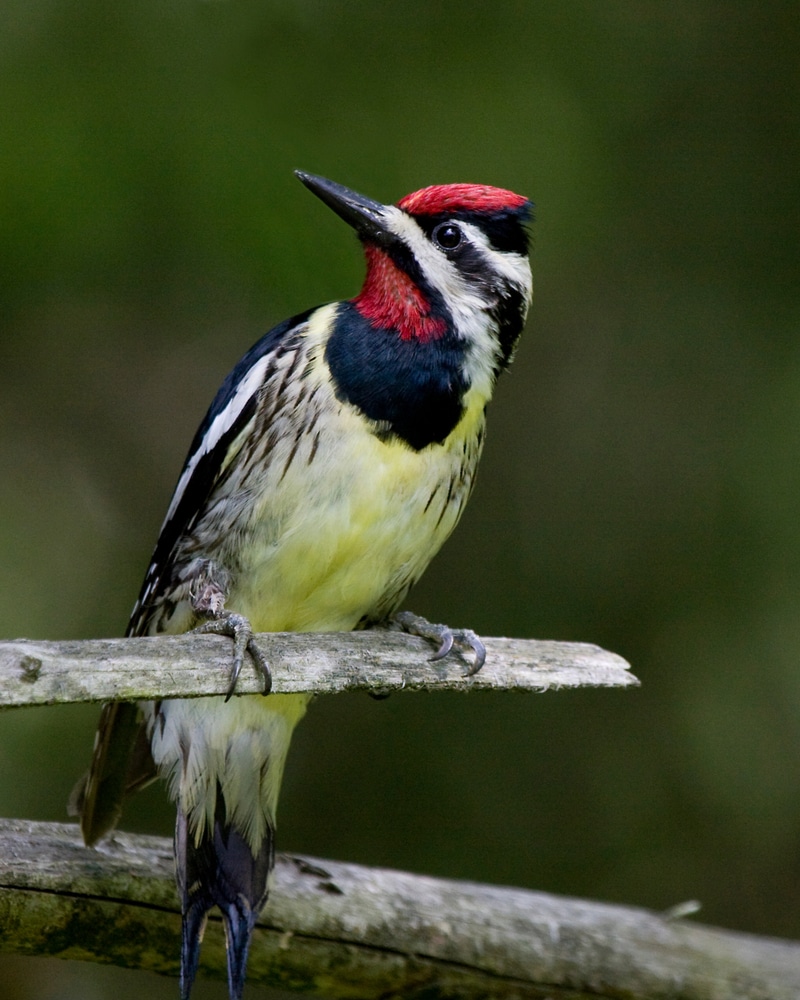 An adult male Yellow-bellied Sapsucker perching on a tree branch showing its yellow belly