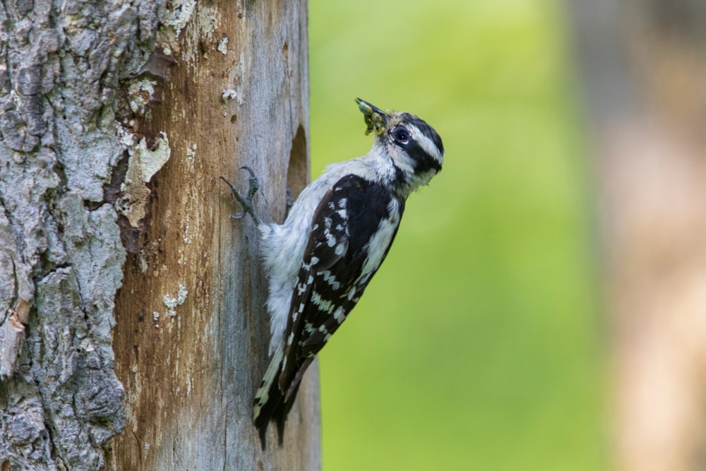 Downy Woodpecker (Dryobates pubescens) with worm on its head
