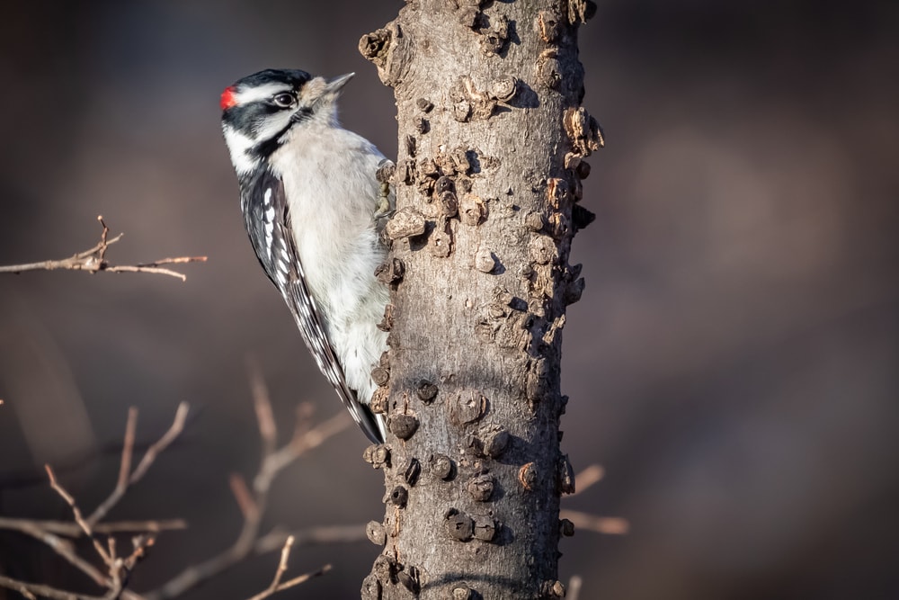 Downy Woodpecker (Dryobates pubescens) holding on a tree