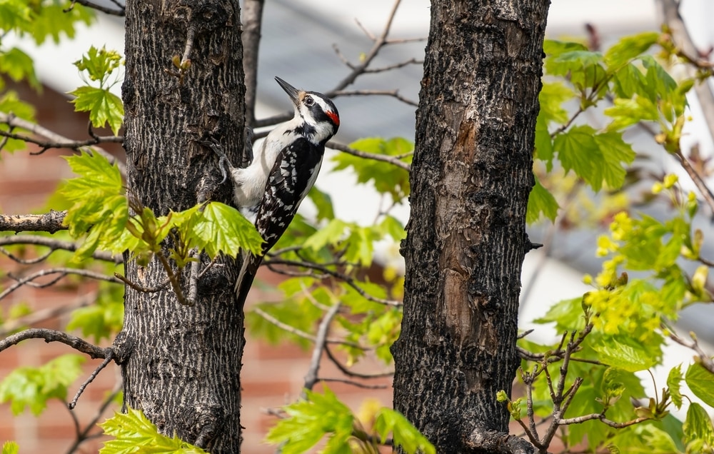 Downy Woodpecker (Dryobates pubescens) in the middle of two trees