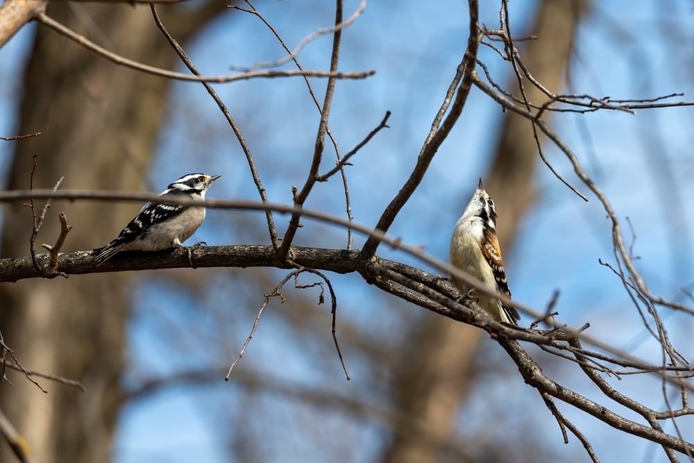 Hairy Woodpecker (Dryobates villosus) courting on another