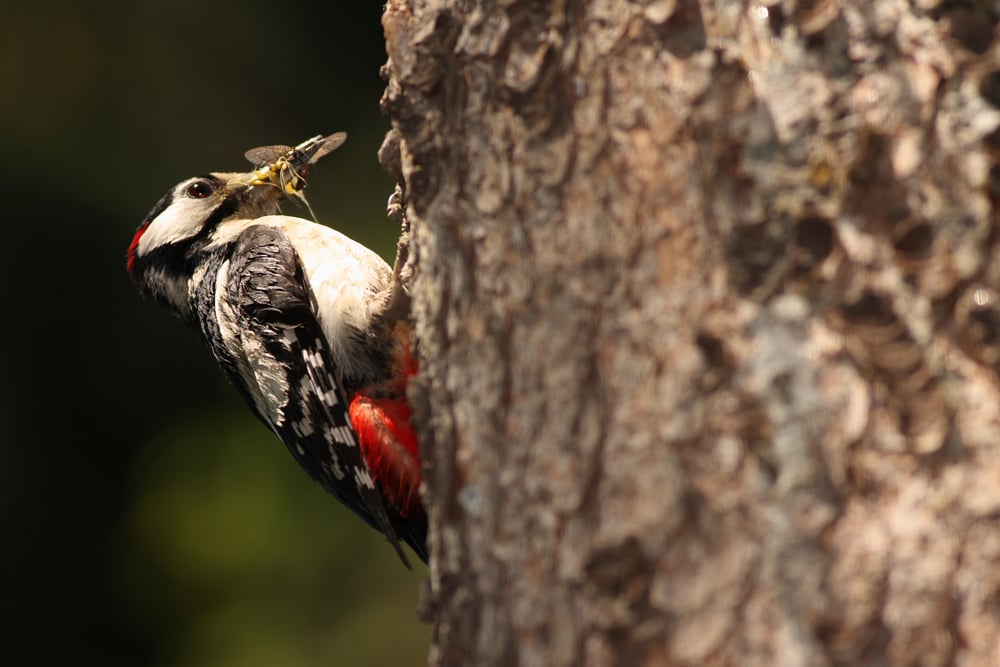 Hairy Woodpecker (Dryobates villosus) with be on its mouth