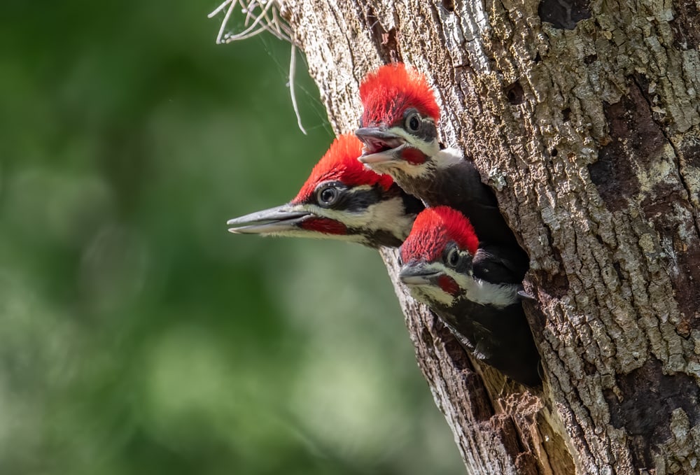 Three baby Pileated Woodpecker (Dryocopus pileatus) peeking at its hole