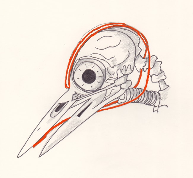 Drawing of woodpecker skeleton head