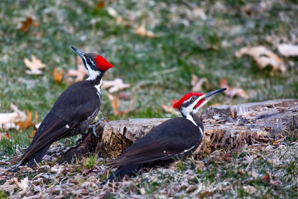 Two Pileated Woodpecker (Dryocopus pileatus) sitting on dry leaves