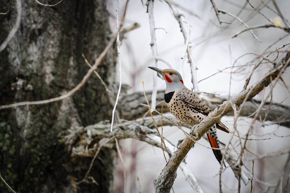 Northern Flicker (Colaptes auratus) in the middle of branches