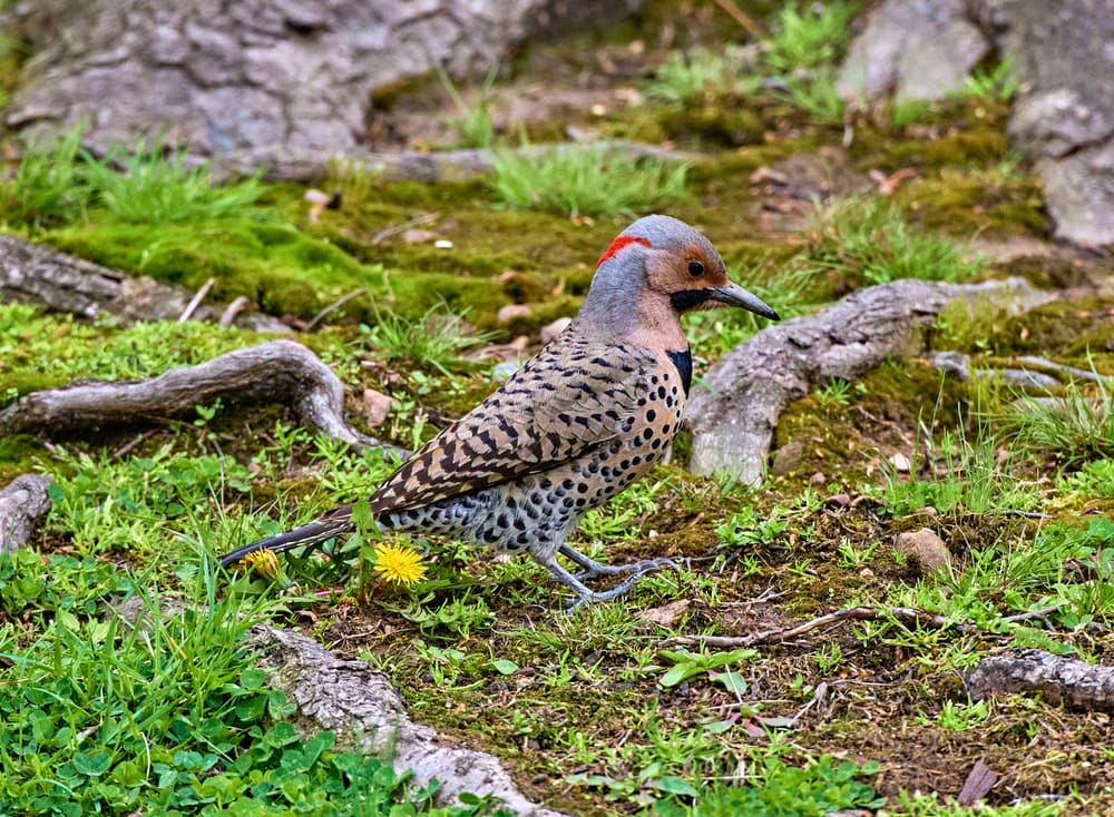 Northern Flicker (Colaptes auratus) standing on a soil
