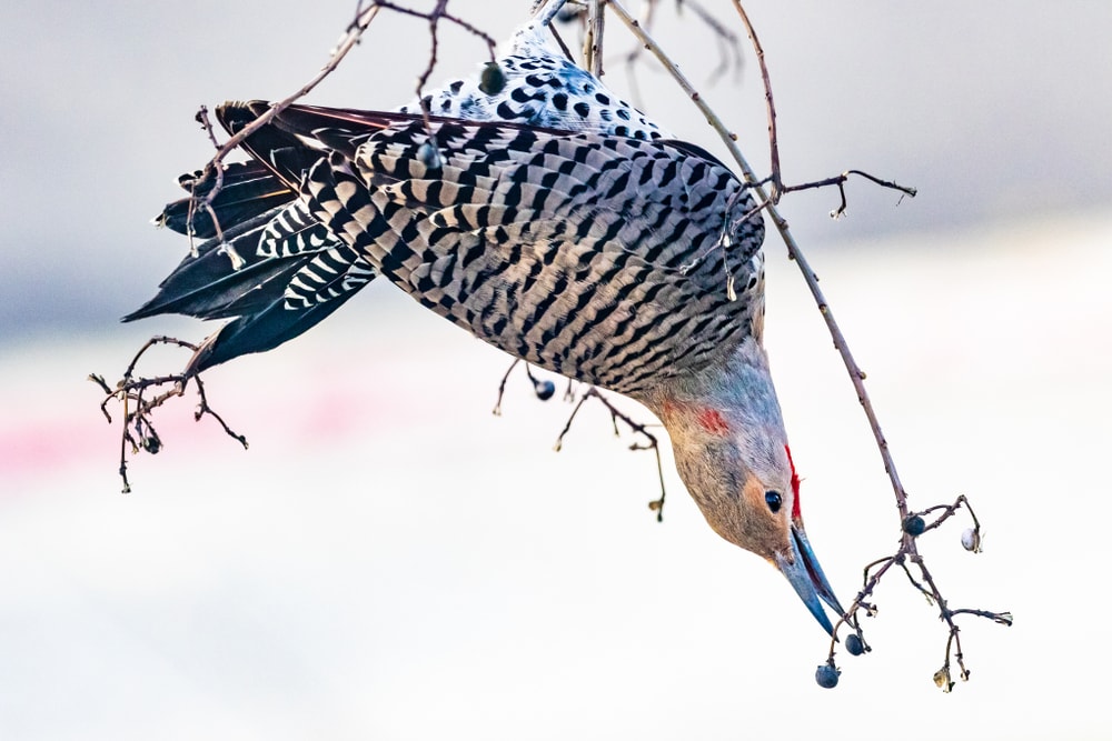 Northern Flicker (Colaptes auratus) reaching on its food