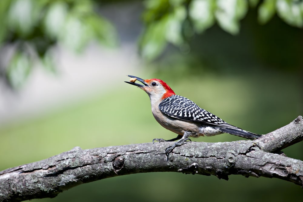 Red-Bellied Woodpecker (Melanerpes carolinus) with pea on its mouth
