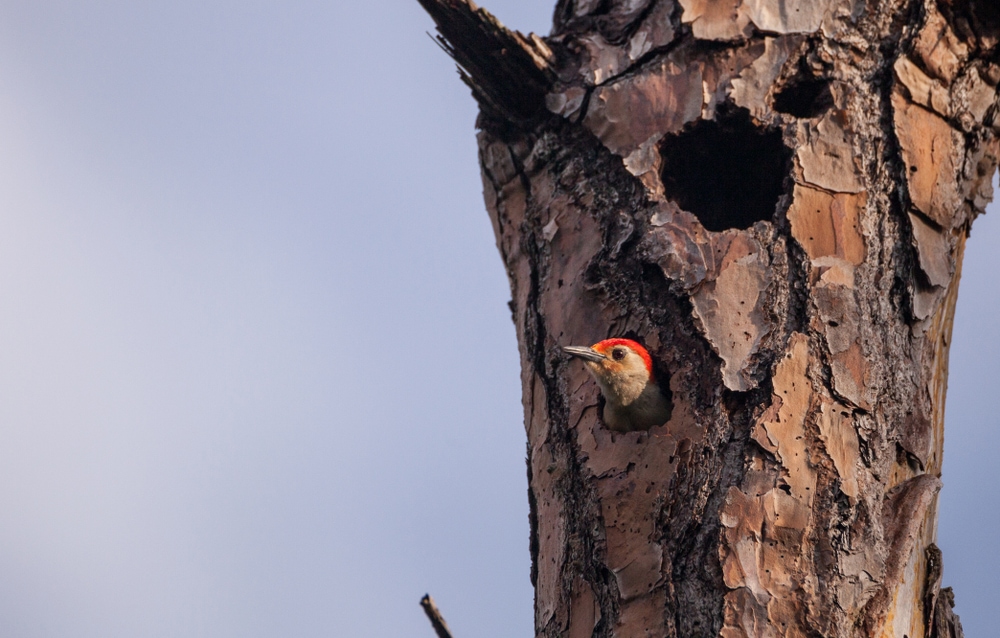 Red-Bellied Woodpecker (Melanerpes carolinus) peeking on its nest
