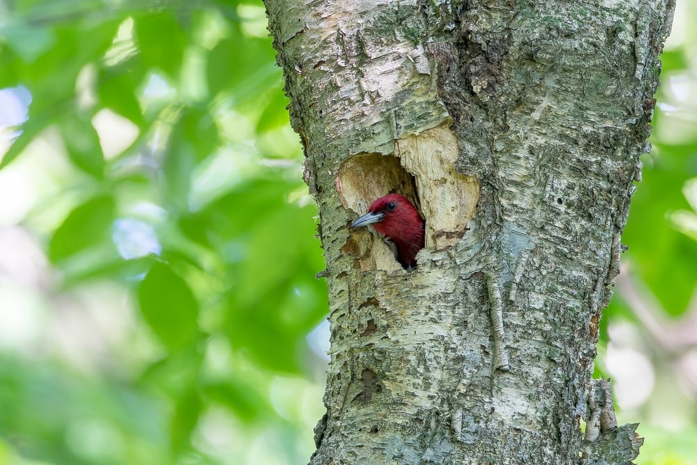 Red-Headed Woodpecker (Melanerpes erythrocephalus) peeking its head out of its head