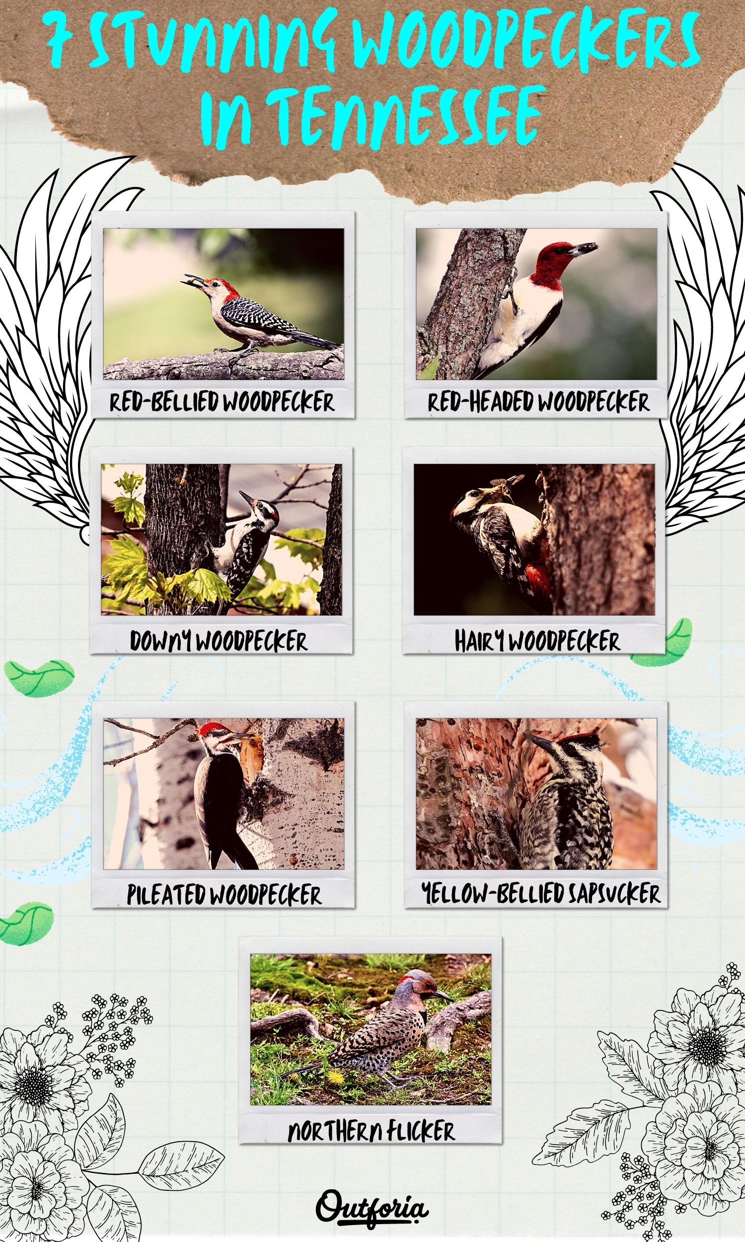 Different chart of woodpeckers in Tennessee