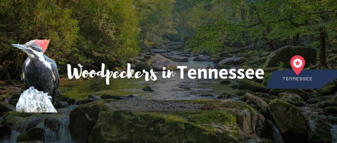 Woodpeckers in Tennessee featured image