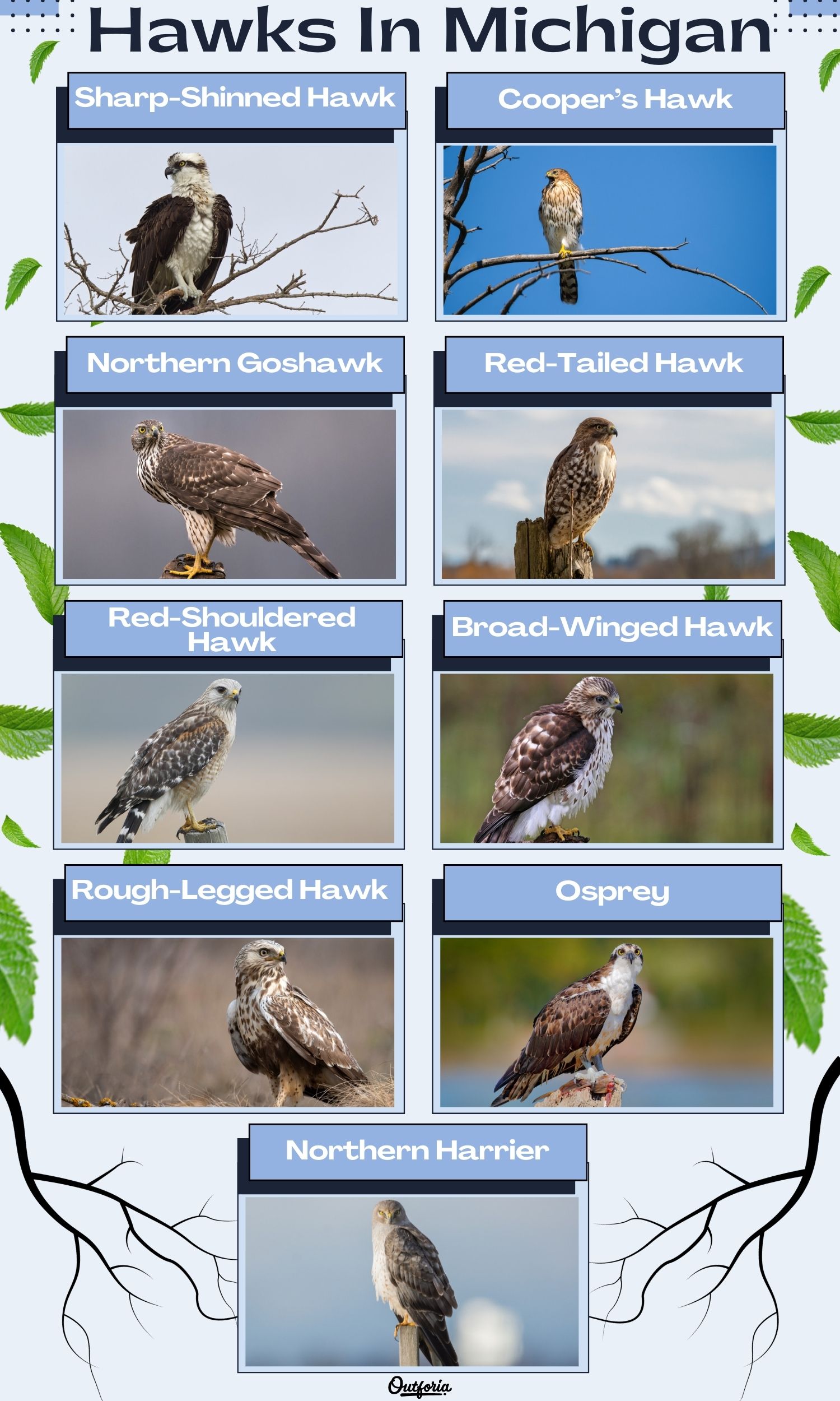 Chart of different hawks species in Michigan