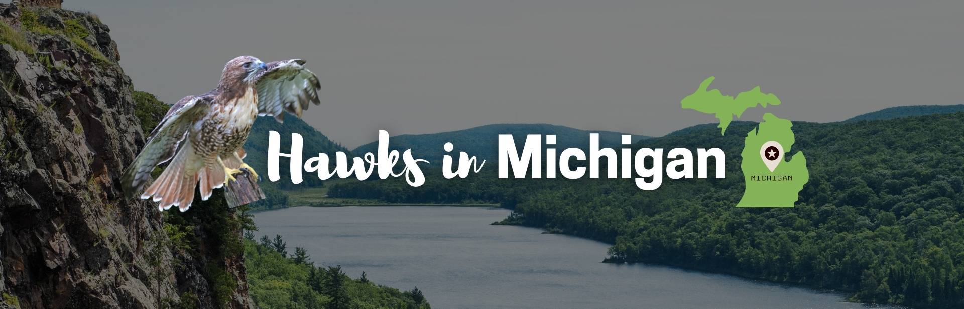 The 9 Different Types of Hawks in Michigan (ID Guide, Pics and Facts)