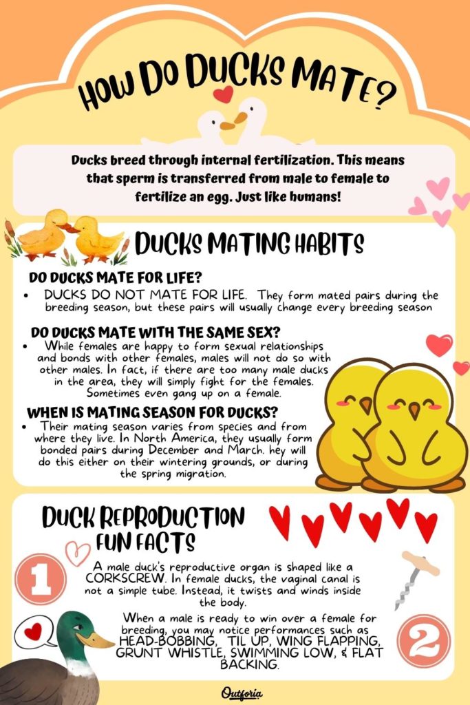 how do ducks mate informational  infographic with ducks mating habits and duck reproduction dun facts