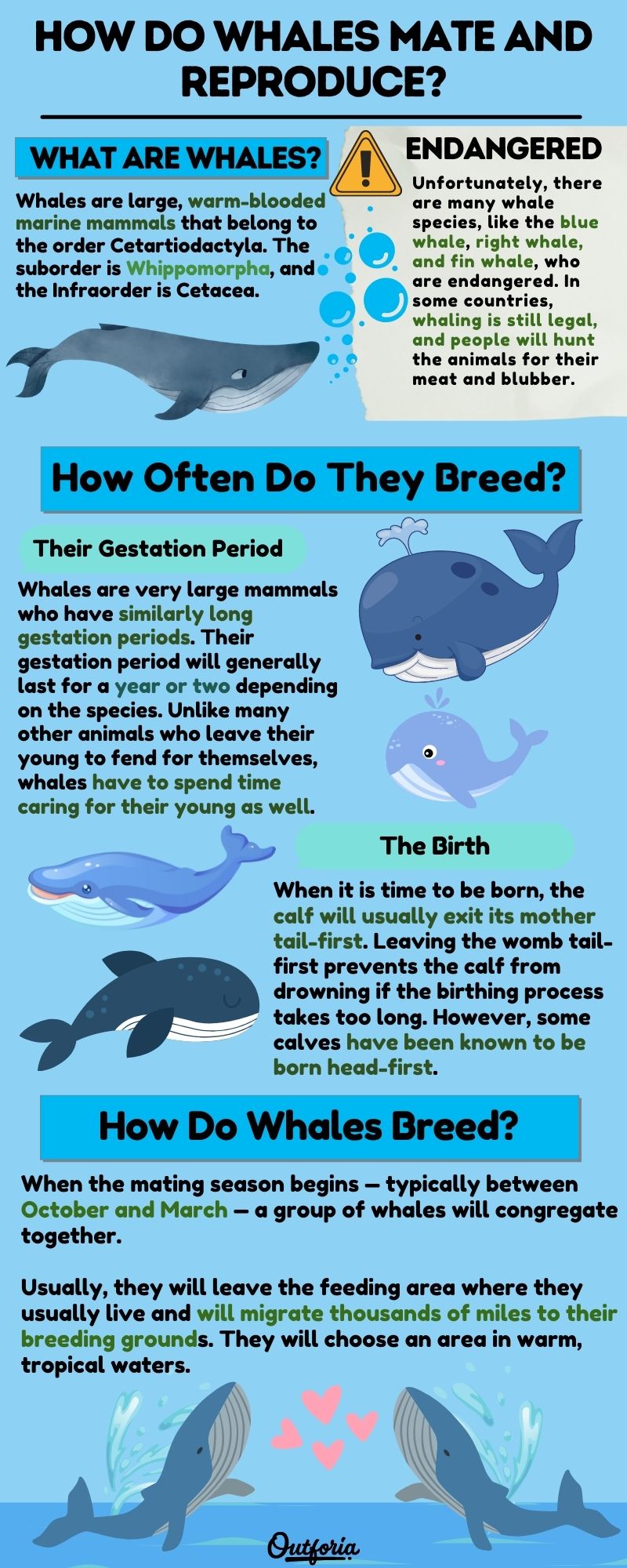 Chart of how do whales mate with facts, photos, and more
