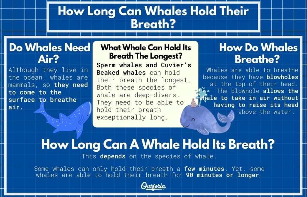 Chart of how long can whales hold their breath with facts, photos, and more