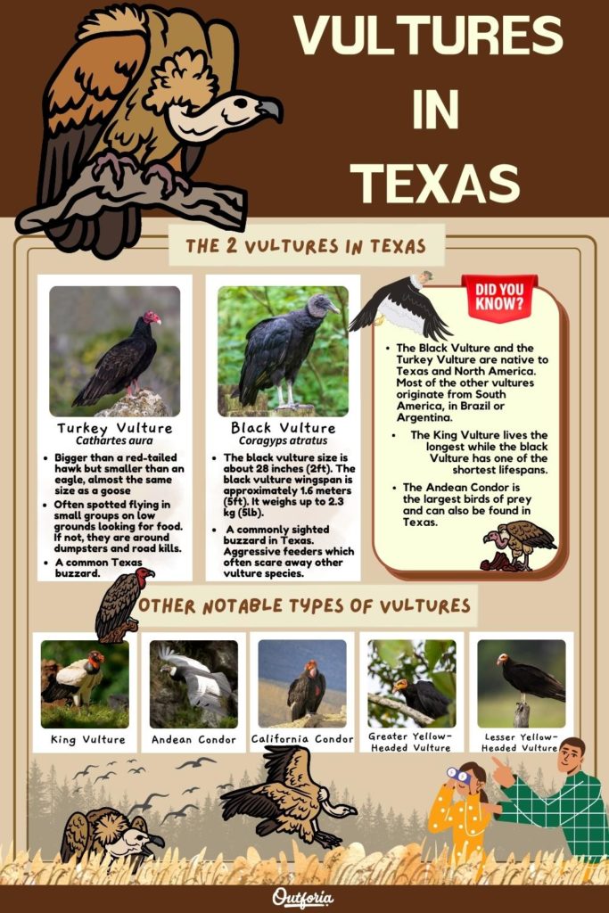 chart of the 2 vultures in Texas with names, images , facts, and other notable types of vultures.