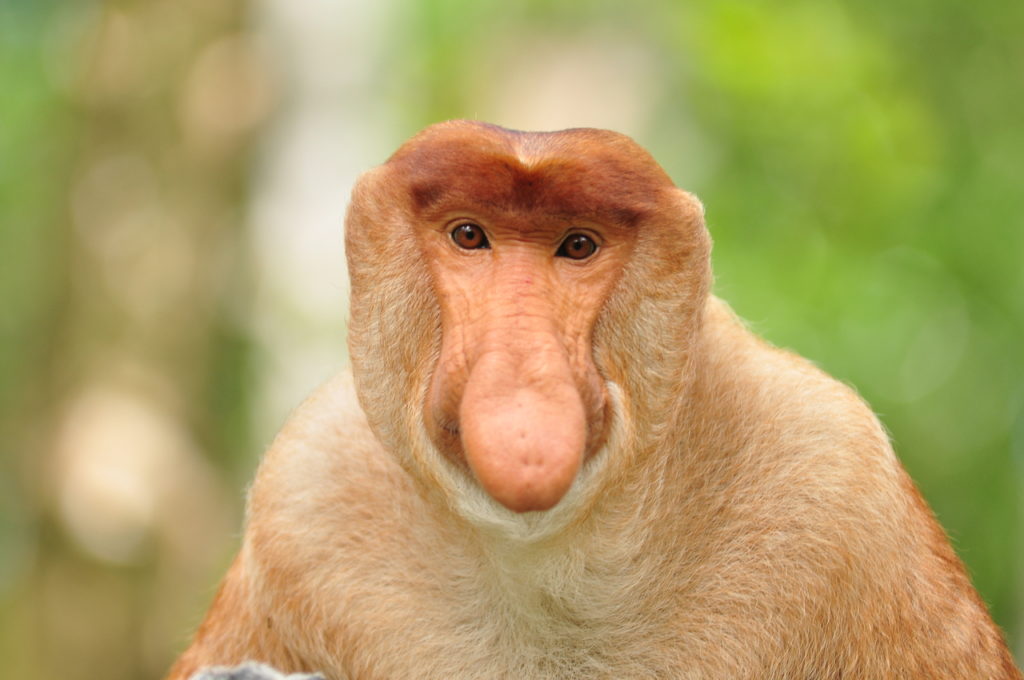 Proboscis Monkey (Nasalis larvatus) staring at the camera