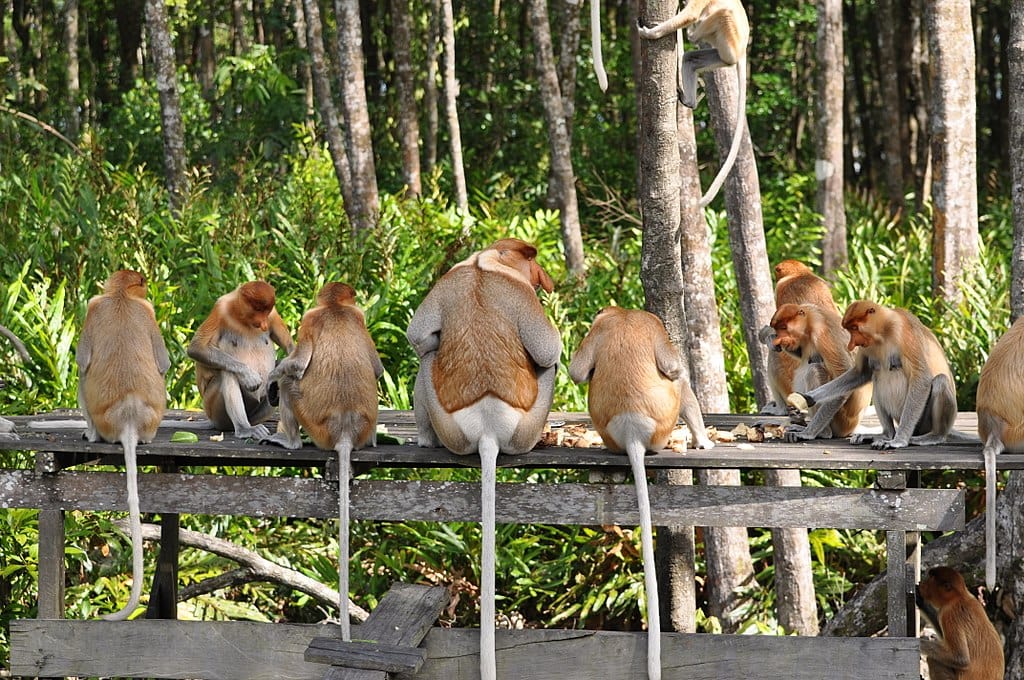 Group of Proboscis Monkey (Nasalis larvatus) sitting on a wooden table