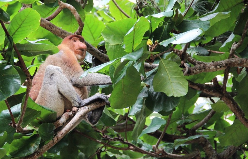 Proboscis Monkey (Nasalis larvatus) roaming around the trees