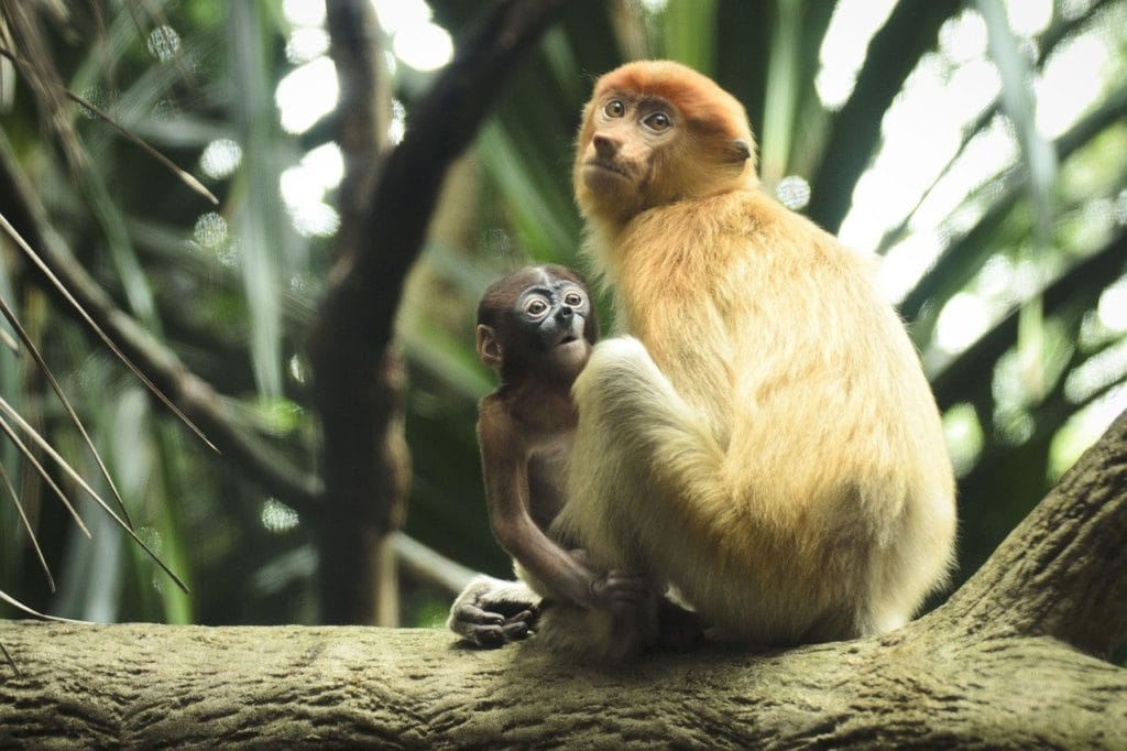 Little Proboscis Monkey (Nasalis larvatus) looking at its mother