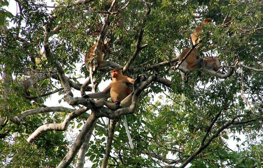 Group of Proboscis Monkey (Nasalis larvatus) staying on a tree