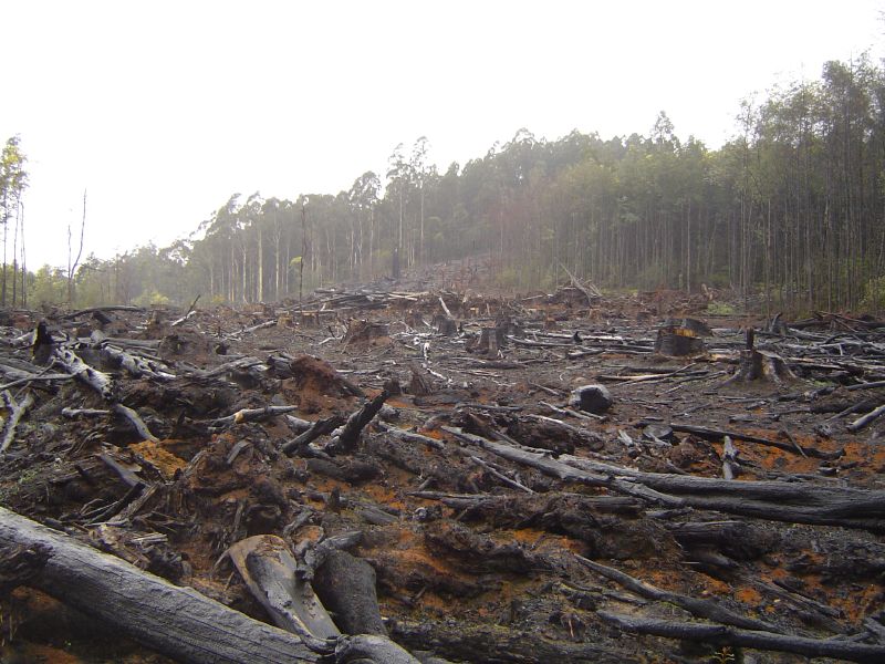 Picture of a devastating deforestation