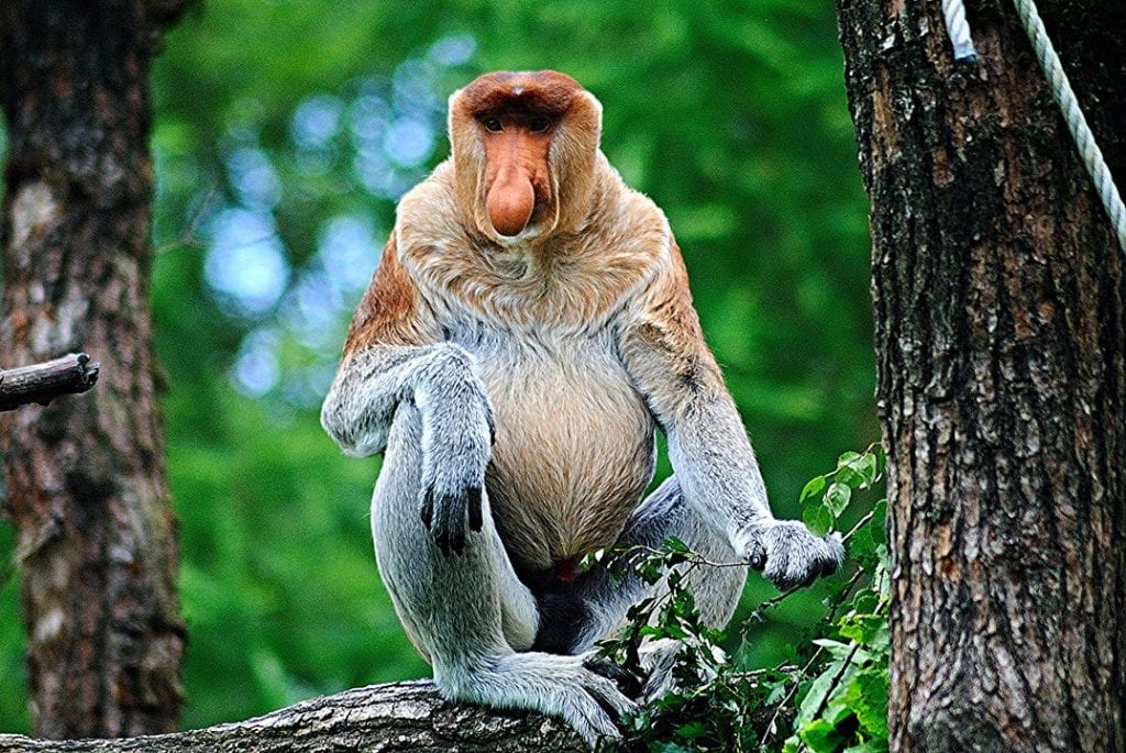 Proboscis Monkey (Nasalis larvatus) sitting on a tree