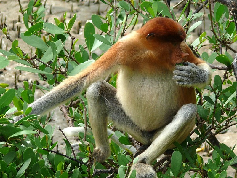Proboscis Monkey (Nasalis larvatus) eating some leaves on a plant