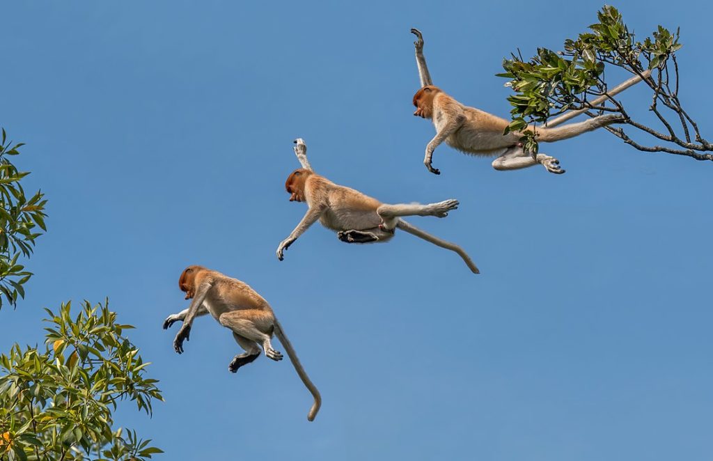 Group of Proboscis Monkey (Nasalis larvatus) jumping off a tree