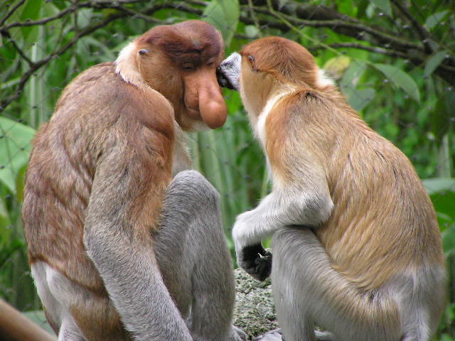 Two Proboscis Monkey (Nasalis larvatus) flirting in a tree