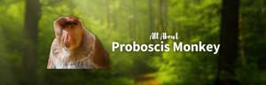 Proboscis monkey featured image