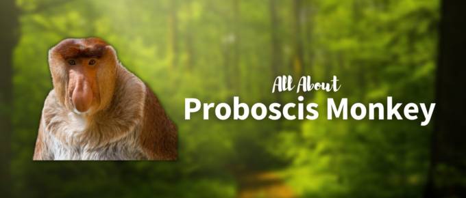Proboscis monkey featured image