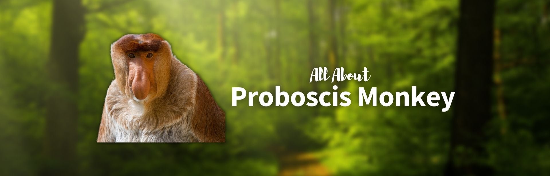 Proboscis Monkey: All About These Long-Nosed Primates