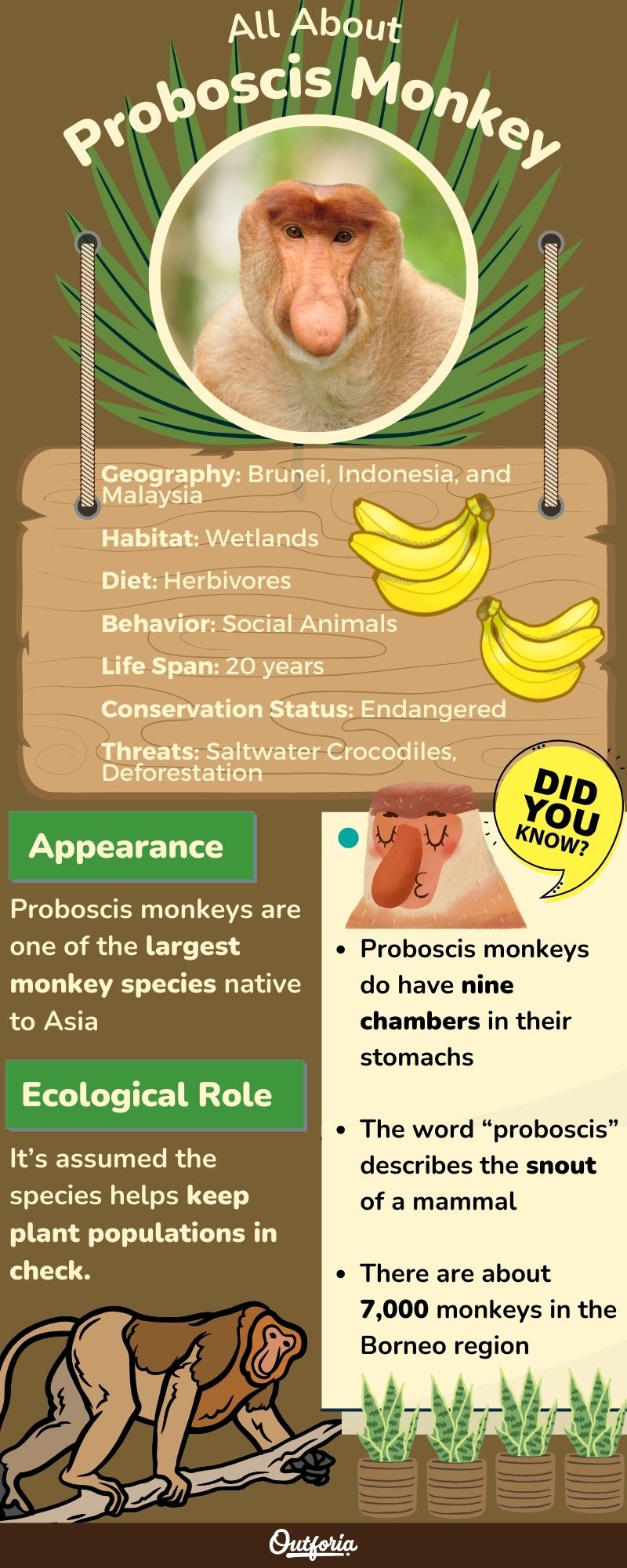 Charts of the Proboscis Monkey facts with photos, definition, and more