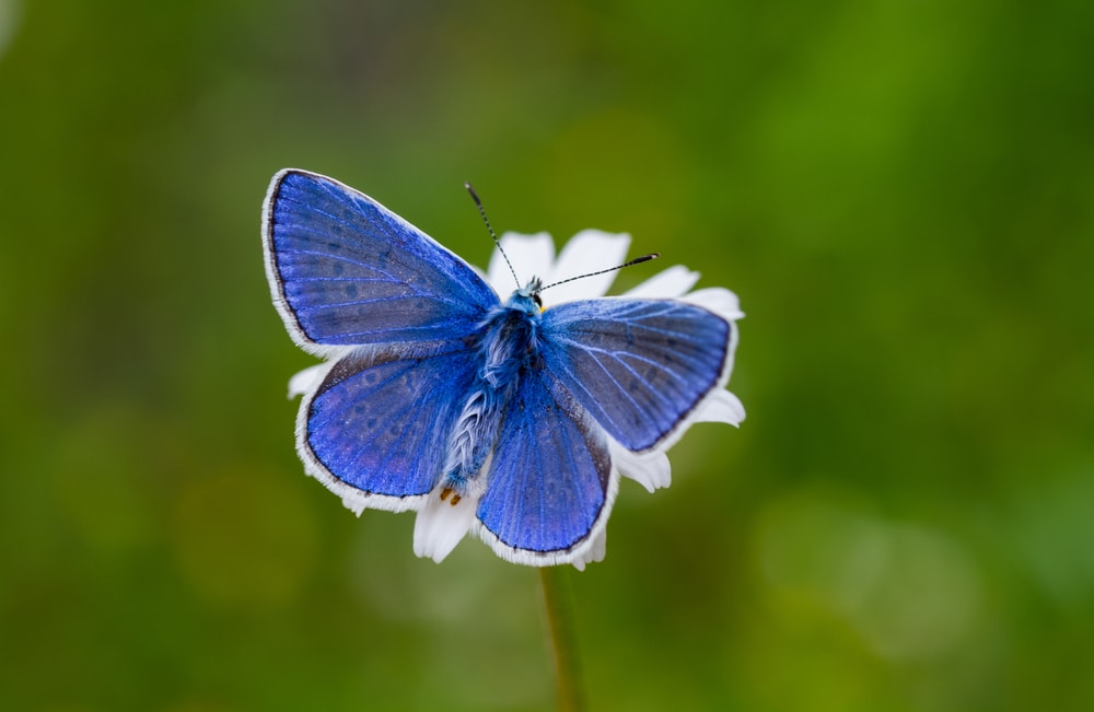 a blue butterfly sitting on top of a white flower