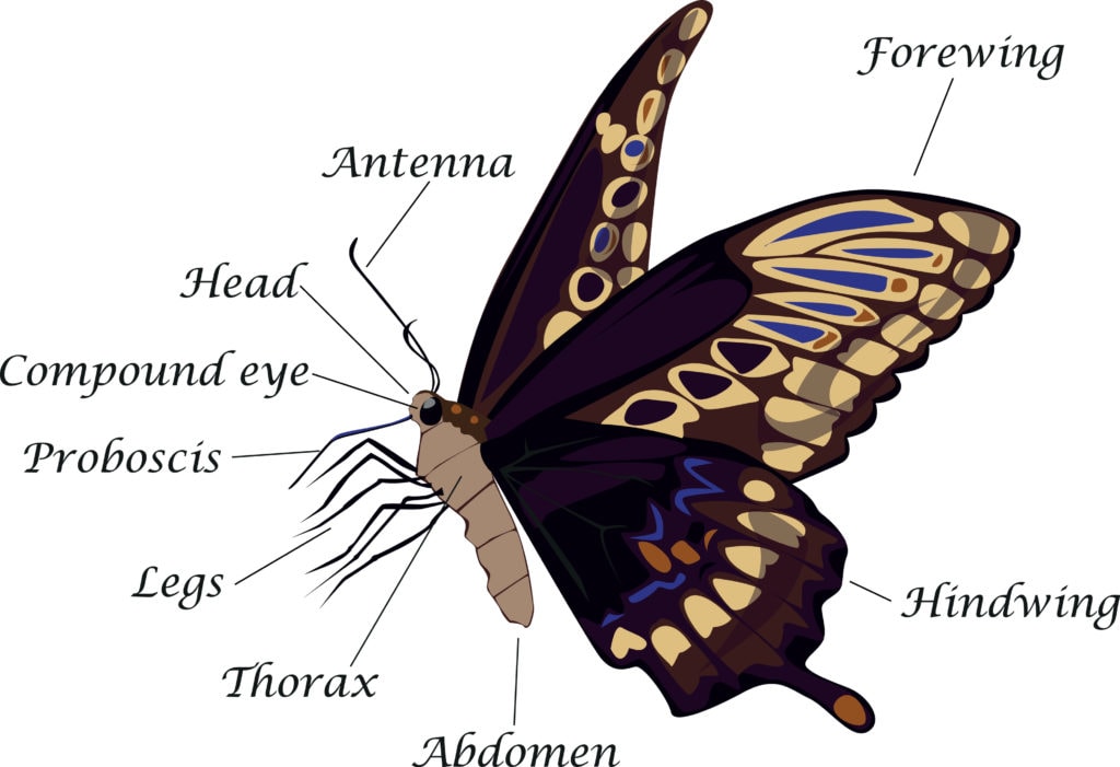 image of an anatomy of a bytterfly
