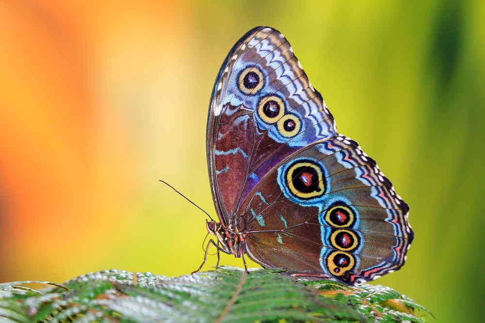 a Morpho menelaus butterfly on a leaf
