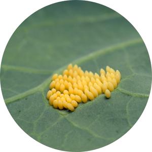 image of a butterfly eggs on a leaf