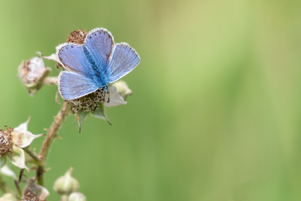 a common blue butterfly in a meadow