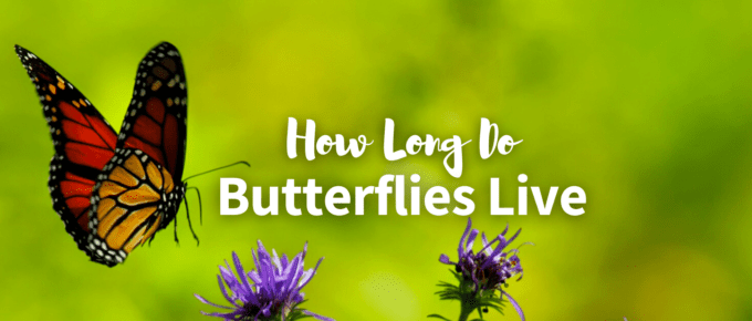 how long do butterflies live featured photo