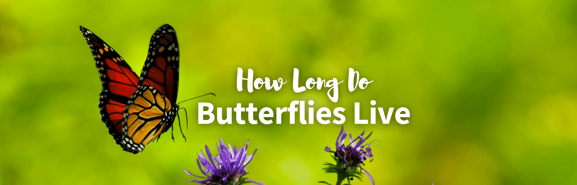 How Long Do Butterflies Live? Not as Long as You’d Think!