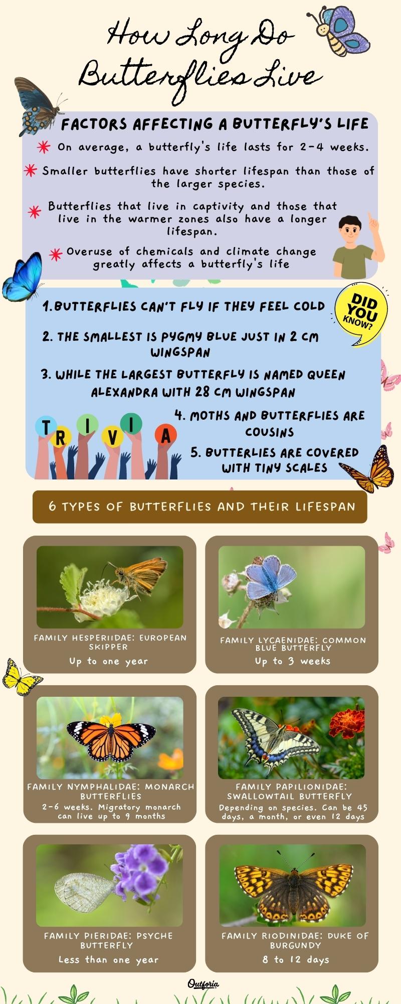 chart of the different types of butterflies with their lifespans, factors affecting a butterflies' life, and fun facts