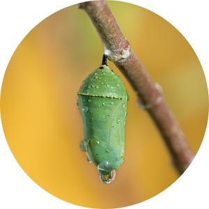 a pupa of a monarch butterfly on a tree branch