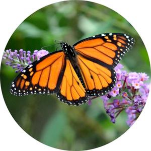 a monarch butterfly on a flower