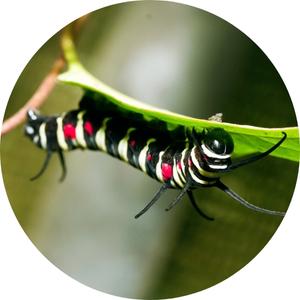 image of a Papilio machaon caterpillar under a leaf